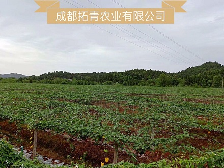 南充百畝荒地開(kāi)墾種植瓜蔞案例